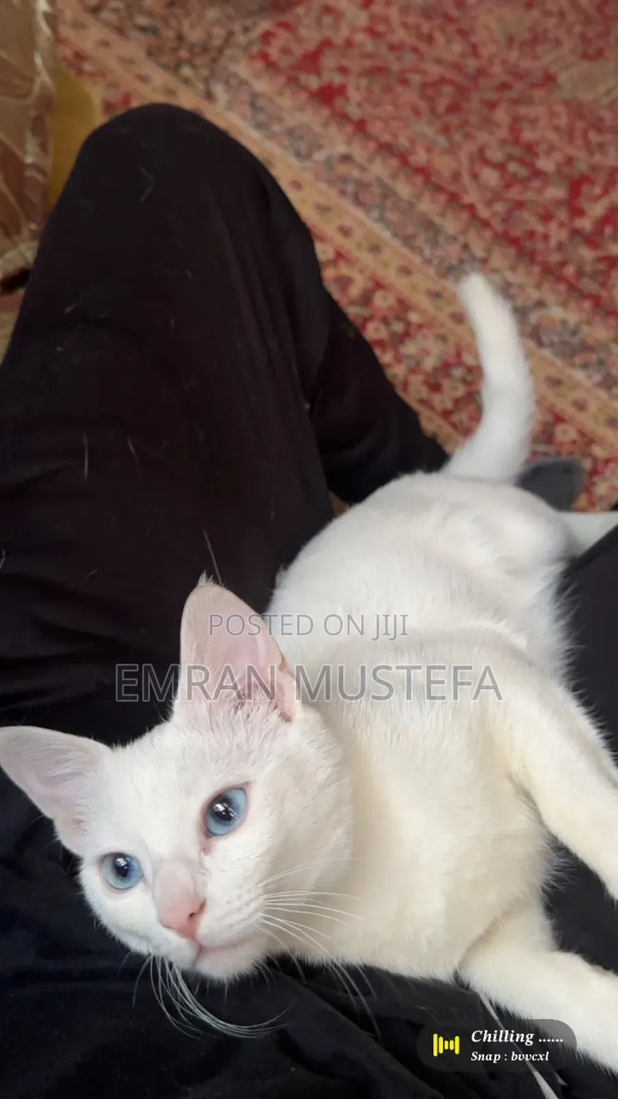 3-6 months Male Purebred Exotic