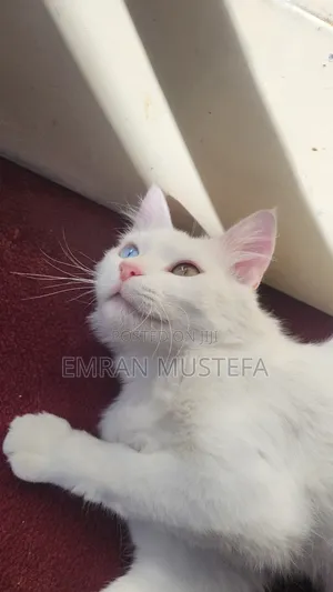 3-6 months Male Purebred Exotic