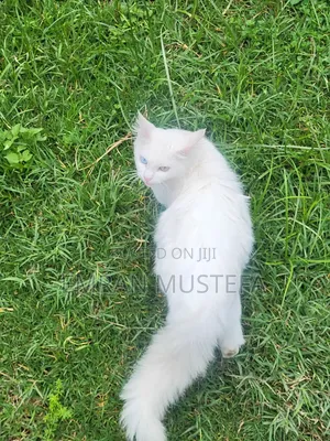 3-6 months Male Purebred Exotic