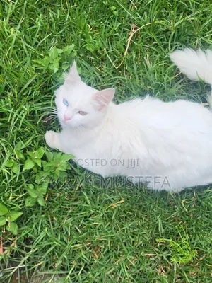 3-6 months Male Purebred Exotic