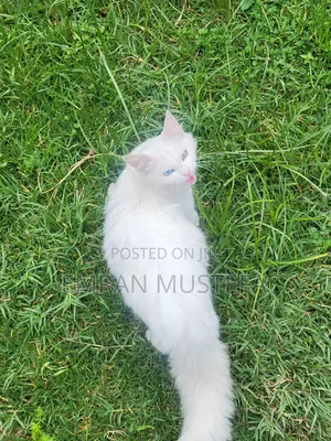 3-6 months Male Purebred Exotic