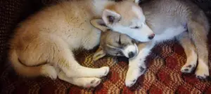 1-3 months Male Mixed Breed Siberian Husky