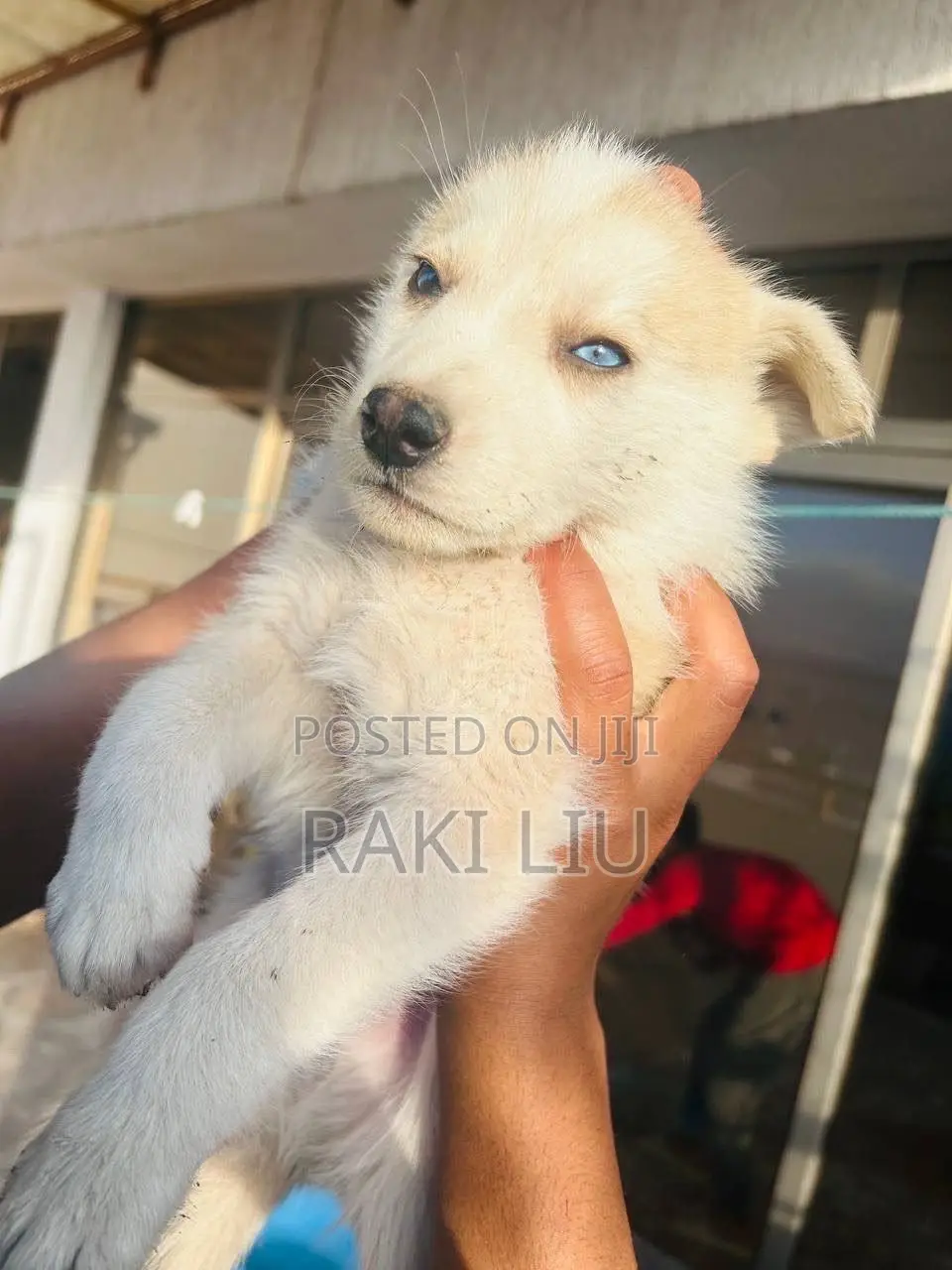 1-3 months Male Mixed Breed Siberian Husky