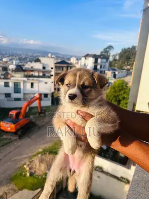 1-3 months Male Mixed Breed Siberian Husky