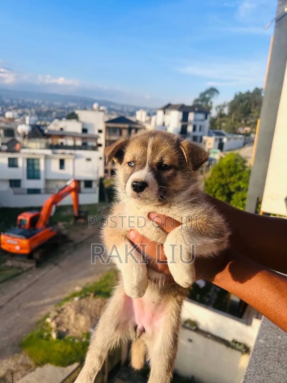 1-3 months Male Mixed Breed Siberian Husky