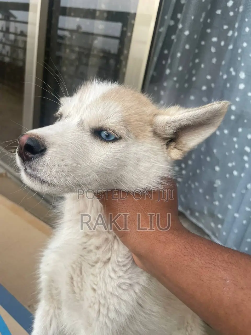 1-3 months Male Mixed Breed Siberian Husky