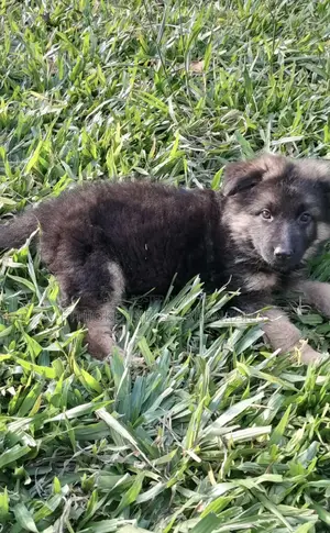 1-3 months Male Purebred German Shepherd
