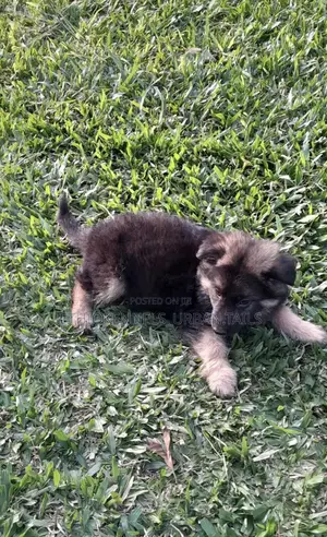 1-3 months Male Purebred German Shepherd