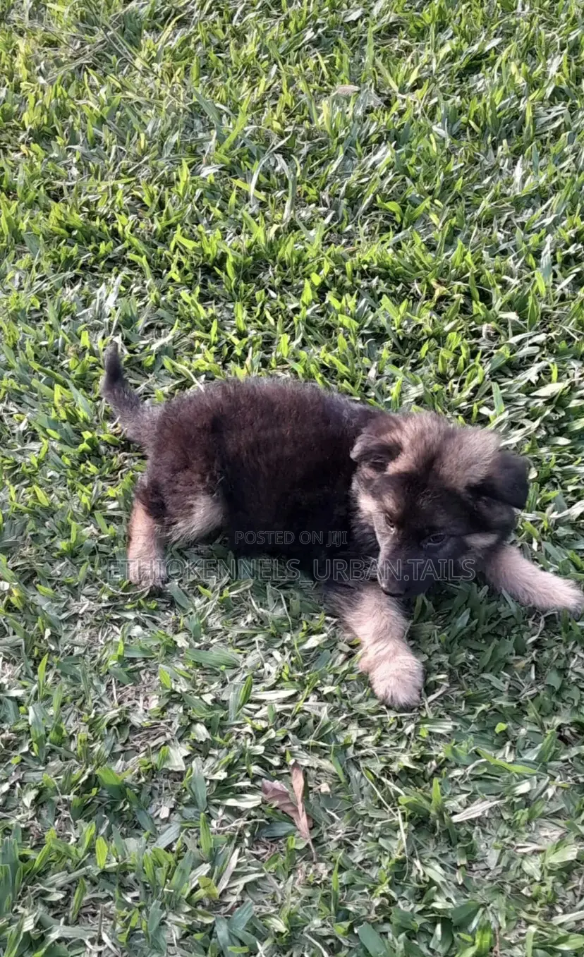 1-3 months Male Purebred German Shepherd