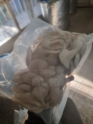 Oyster Mushroom
