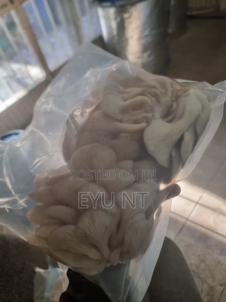 Oyster Mushroom