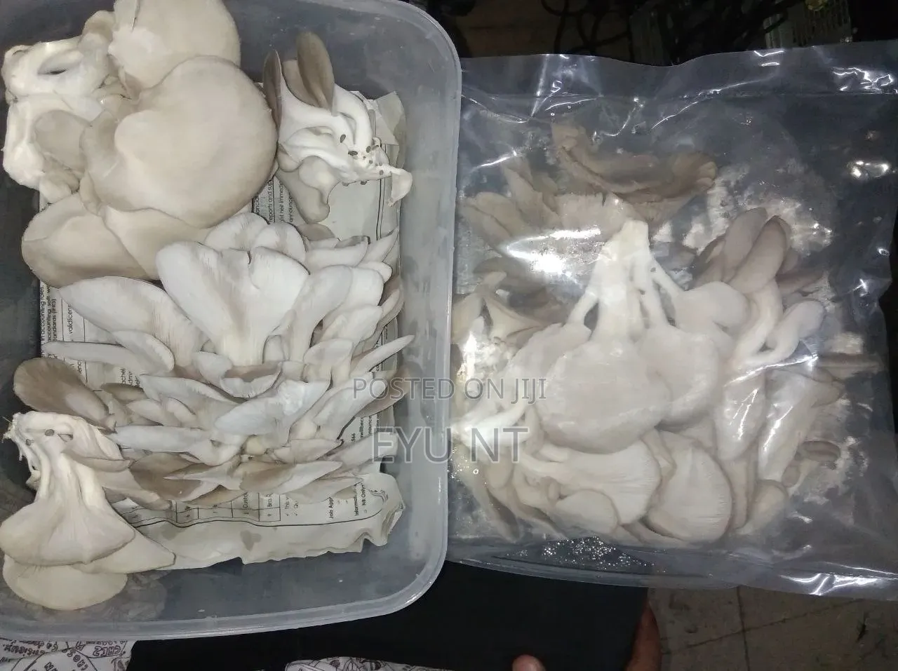 Oyster Mushroom