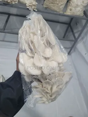 Oyster Mushroom