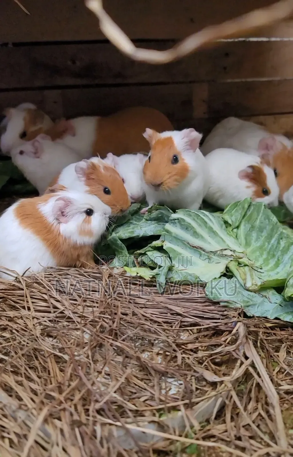 Guinea Pig