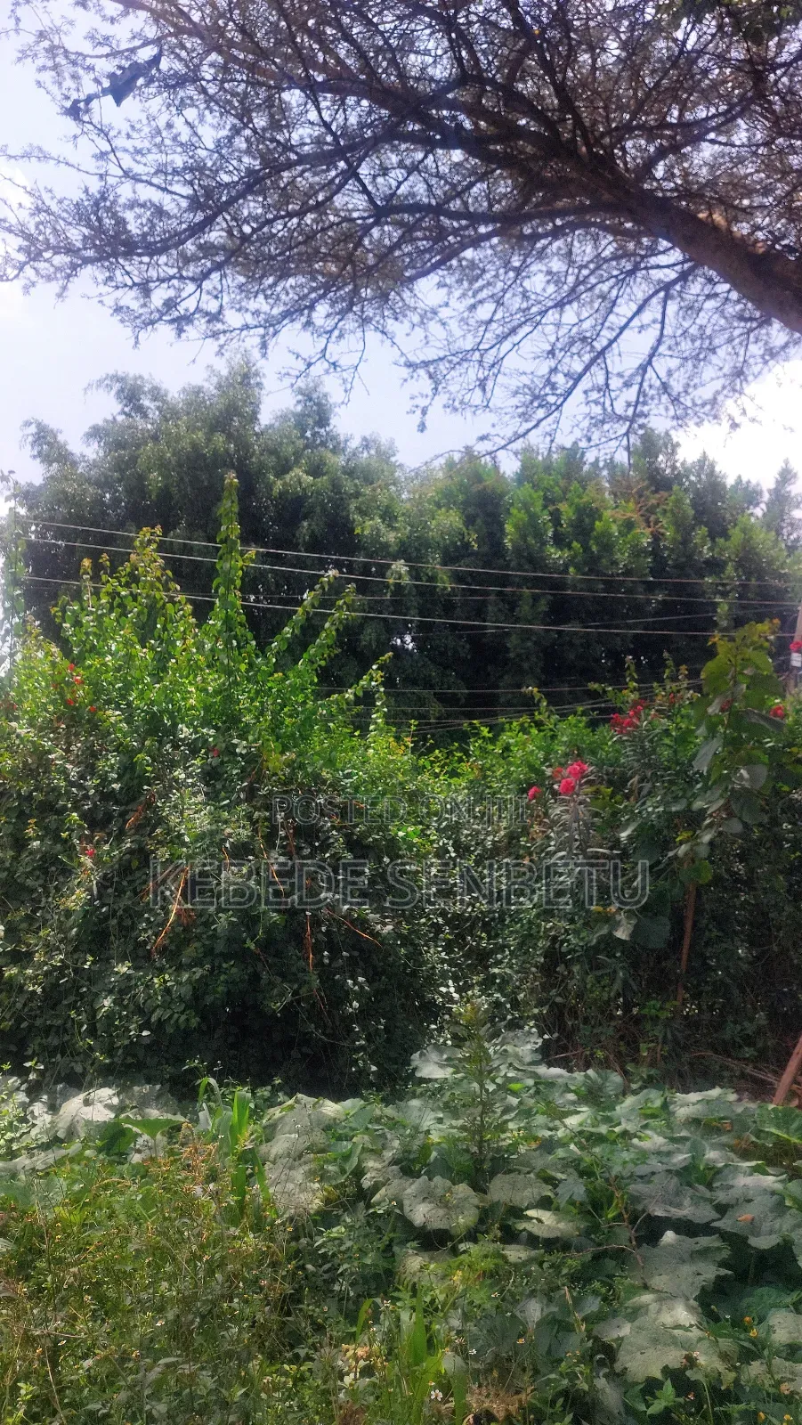 3bdrm House in Oromia, East Shewa for sale