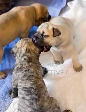 1-3 months Male Purebred Bullmastiff