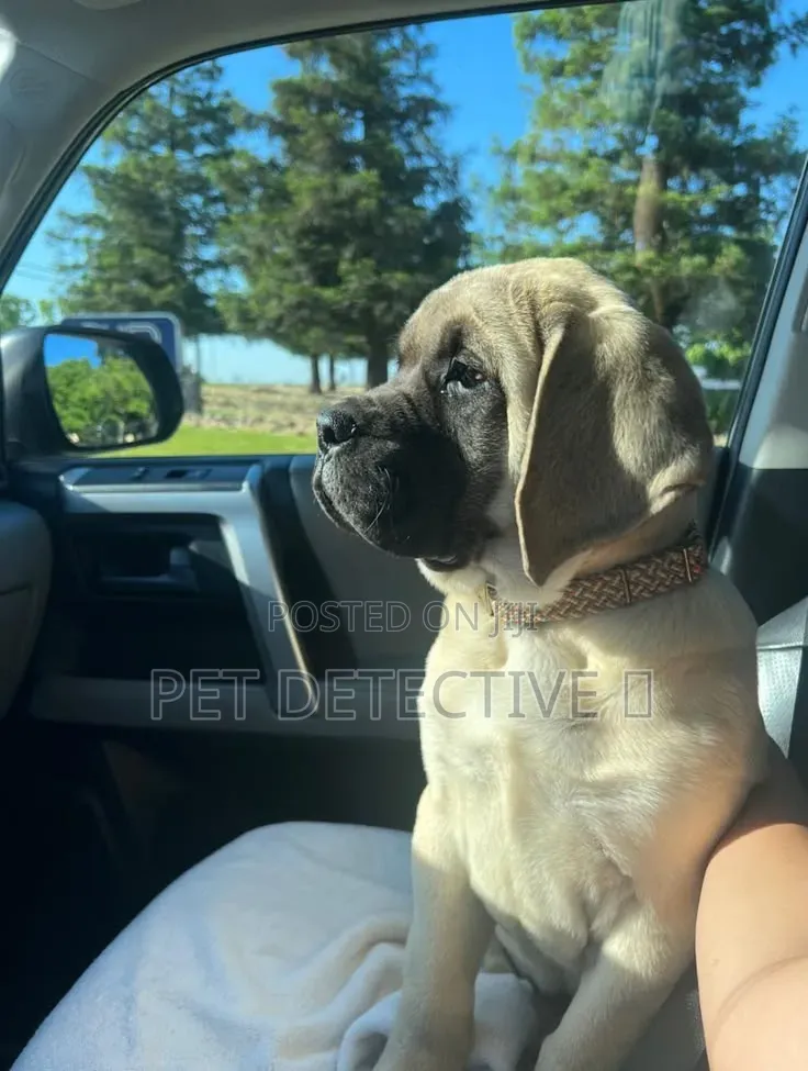 1-3 months Male Purebred Boerboel