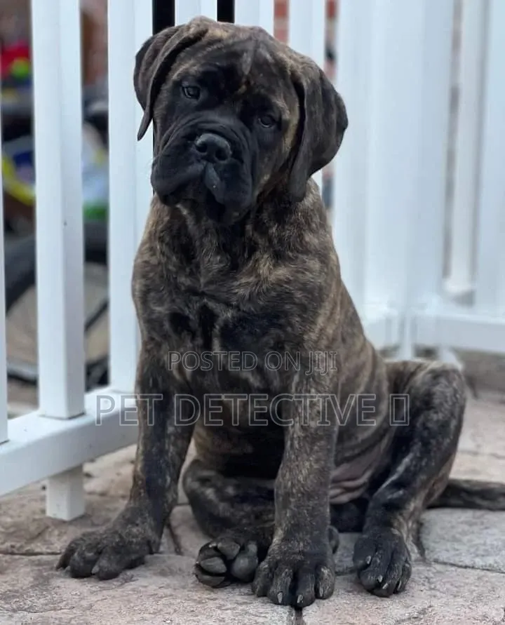 1-3 months Male Purebred Boerboel