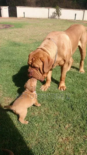 1-3 months Male Purebred Boerboel