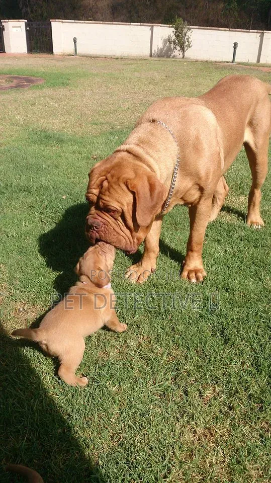 1-3 months Male Purebred Boerboel