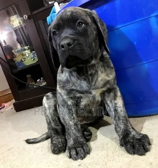 1-3 months Male Purebred Mastiff