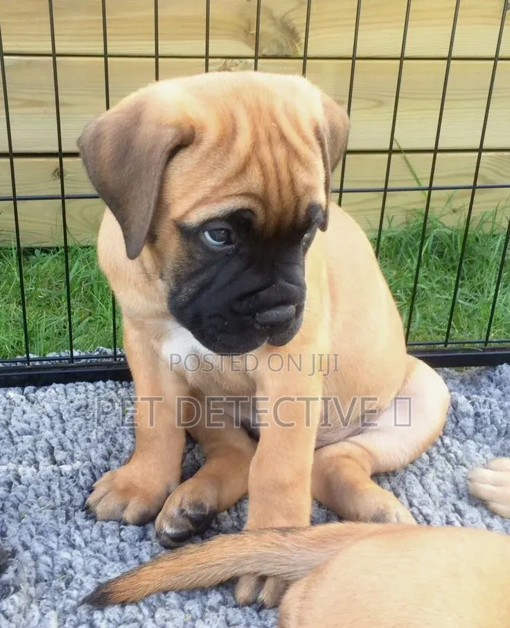 1-3 months Male Purebred Mastiff