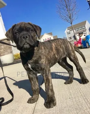 1-3 months Male Purebred Bullmastiff