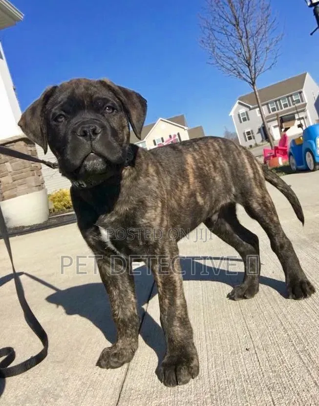 1-3 months Male Purebred Bullmastiff