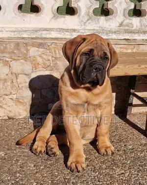 1-3 months Male Purebred Bullmastiff