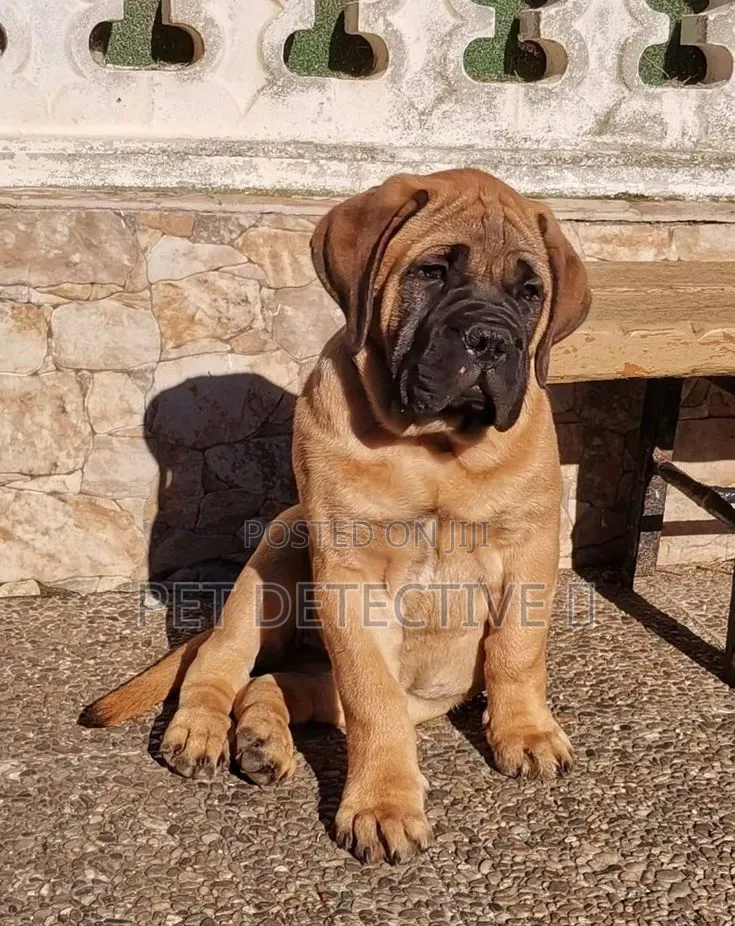1-3 months Male Purebred Bullmastiff