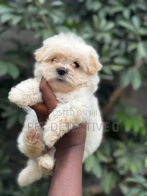 1-3 months Male Purebred Maltese