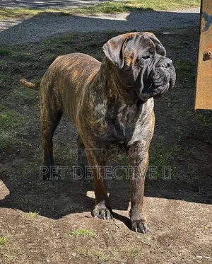 1-3 months Male Purebred Boerboel