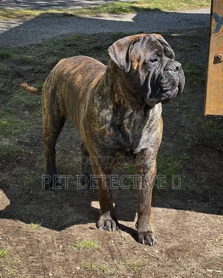 1-3 months Male Purebred Boerboel