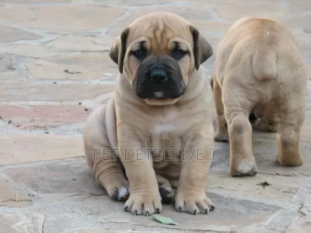 1-3 months Male Purebred Boerboel