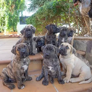 1-3 months Male Purebred Boerboel
