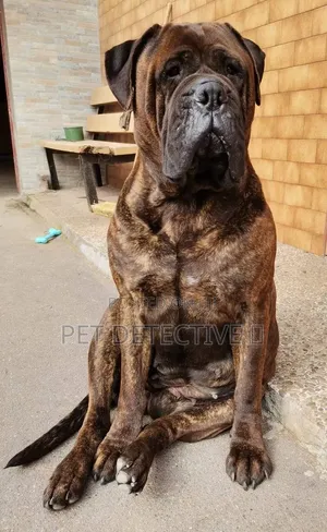 1-3 months Male Purebred Boerboel