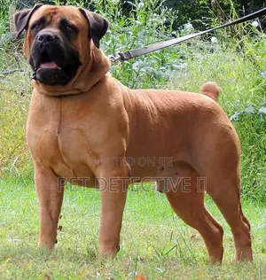 1-3 months Male Purebred Boerboel