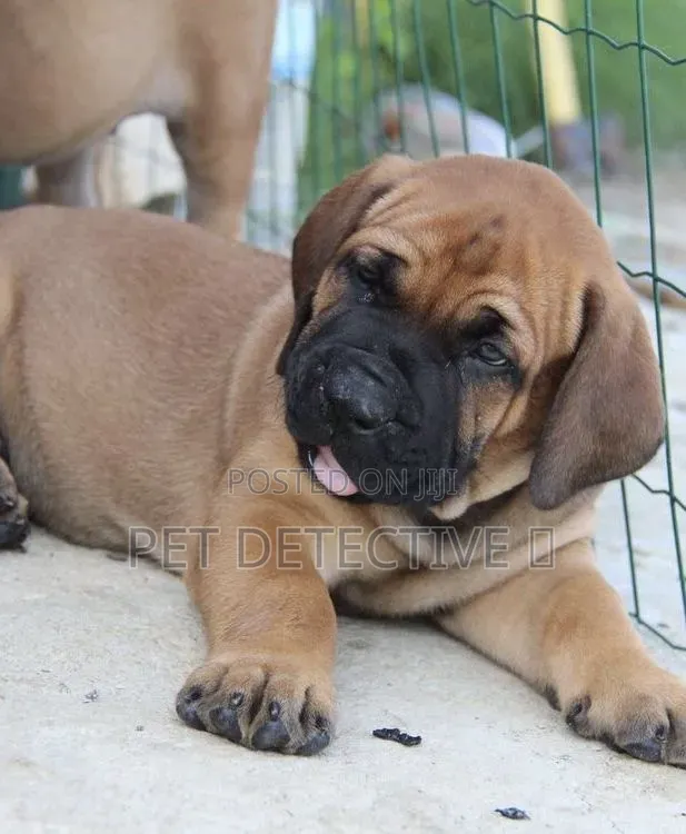 1-3 months Male Purebred Boerboel