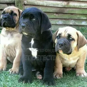 1-3 months Male Purebred Boerboel