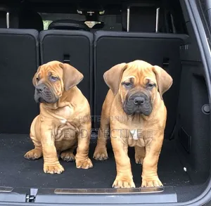 1-3 months Male Purebred Boerboel