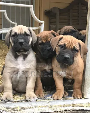 1-3 months Male Purebred Boerboel