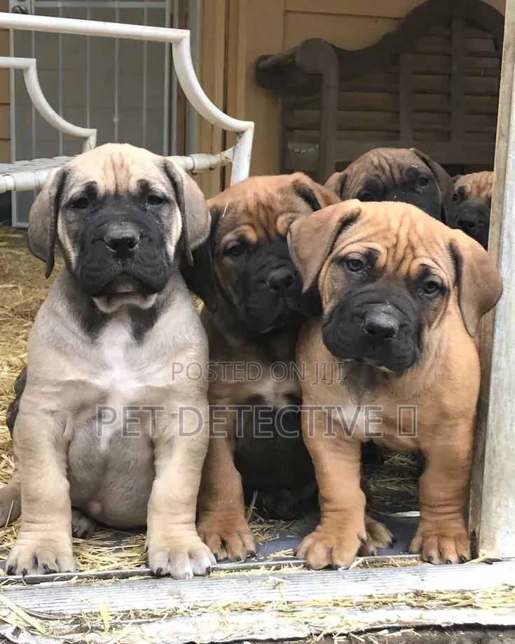 1-3 months Male Purebred Boerboel