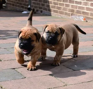 1-3 months Male Purebred Boerboel