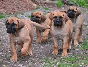 1-3 months Male Purebred Boerboel