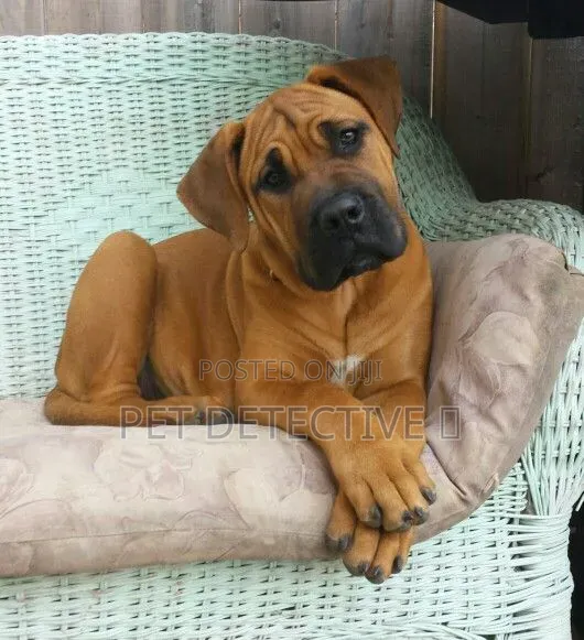 1-3 months Male Purebred Boerboel