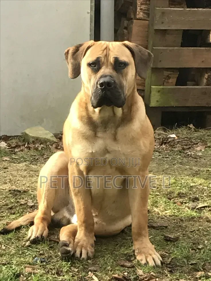 1-3 months Male Purebred Boerboel