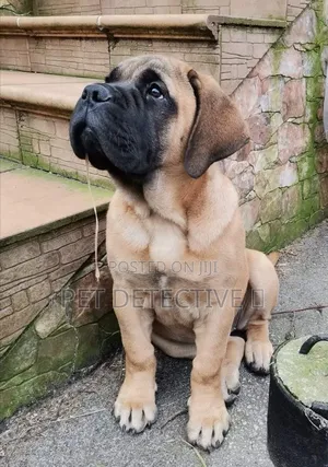 1-3 months Male Purebred Boerboel