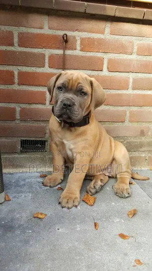 1-3 months Male Purebred Boerboel