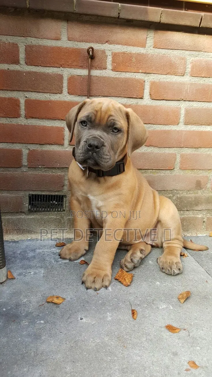 1-3 months Male Purebred Boerboel