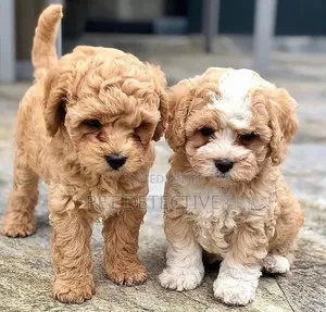 1-3 months Male Purebred Poodle